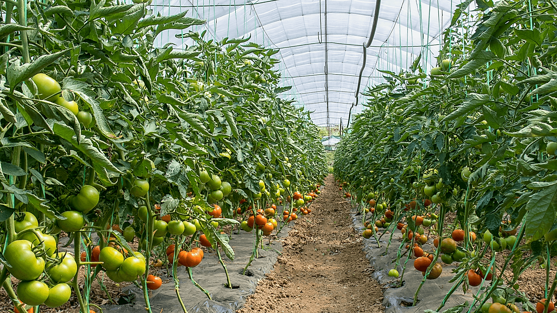 Topraklı Tarım Serası