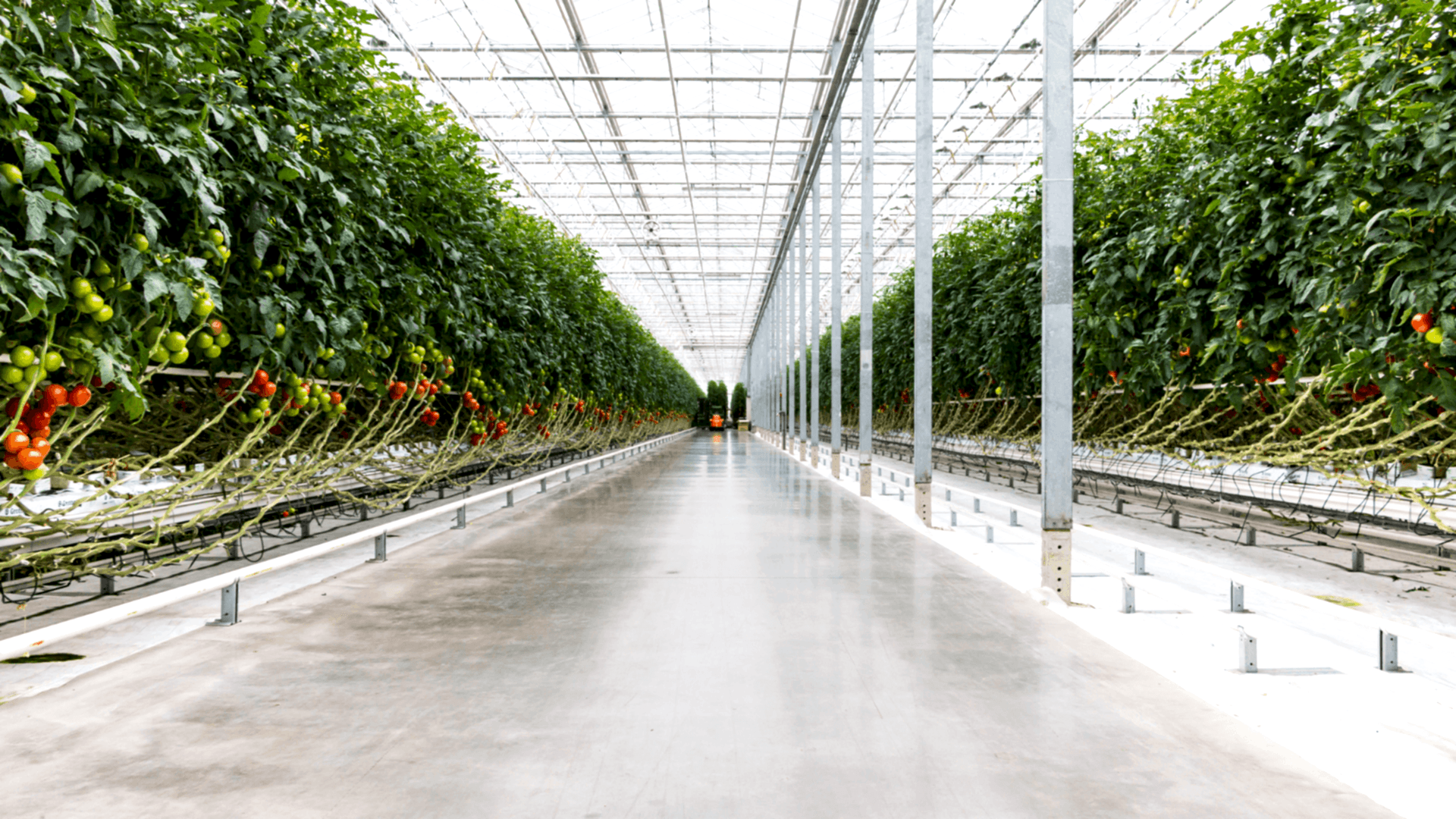 Topraksız Tarım Serası